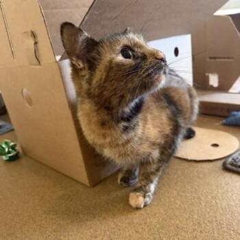 Frosted Flakes -  Domestic Short Hair Cat for Adoption - Frosted Flakes | PetCurious
