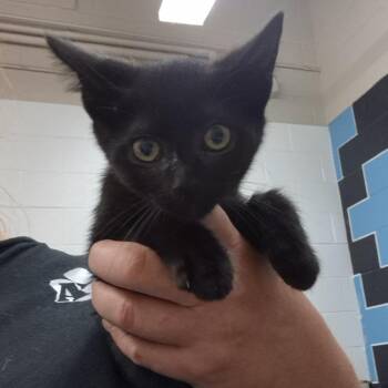 Domestic Short Hair Cats Available for Adoption in Ardmore, Oklahoma - Sunfyre | PetCurious