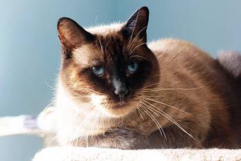 Moustache -  Siamese and Domestic Short Hair Cat for Adoption in Montreal, Quebec - Moustache | PetCurious