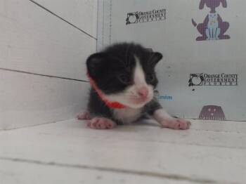 A594305 -  Domestic Short Hair Cat for Adoption in Orlando, Florida - A594305 | PetCurious