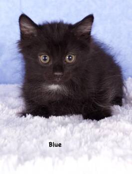 Blue -  Domestic Short Hair Cat for Adoption in Gilbert, Arizona - Blue | PetCurious