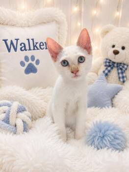 Walker -  Siamese and Domestic Short Hair Cat for Adoption in Tavares, Florida - Walker | PetCurious