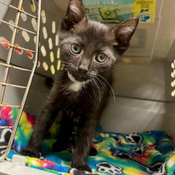 Otter Socks -  Domestic Short Hair Cat for Adoption in Charlottesville, Virginia - Otter Socks | PetCurious