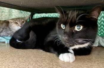 Rescue Domestic Short Hair Cats for Adoption in Virginia Beach, Virginia - 180346 Gus (Off Site Foster) | PetCurious