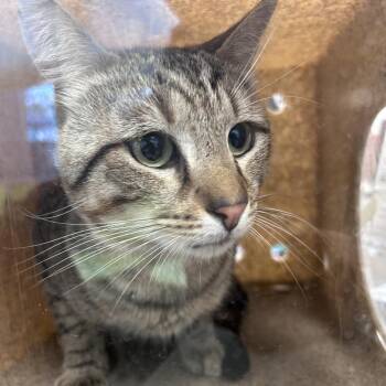 Domestic Short Hair Cats Available for Adoption in Philadelphia, Pennsylvania - Cartier | PetCurious
