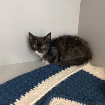 Wink -  Domestic Medium Hair Cat for Adoption in Nevada, Missouri - Wink | PetCurious