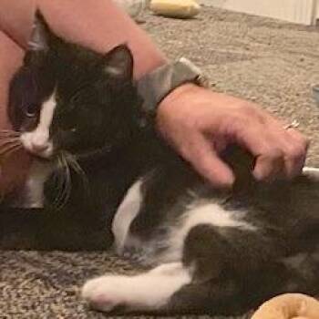 Carlos -  Domestic Short Hair Cat for Adoption in Medina, Ohio - Carlos | PetCurious