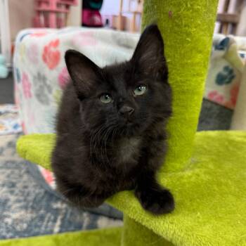 Rescue Domestic Short Hair Cats for Adoption in Morgan Hill, California - Bentley | PetCurious
