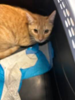 Domestic Short Hair Cats Available for Adoption in Ocala, Florida - A380343 | PetCurious