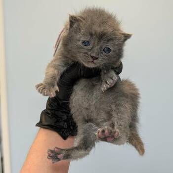 Purple, Melody -  Domestic Short Hair Cat for Adoption in Portage, Michigan - Purple, Melody | PetCurious