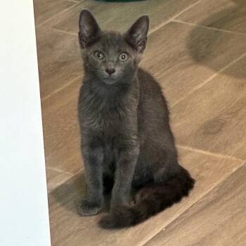 Porter 2 -  Domestic Short Hair Cat for Adoption in Bulverde, Texas - Porter 2 | PetCurious