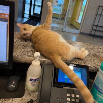 Mario -  Domestic Short Hair Cat for Adoption in Wadena, Minnesota - Mario | PetCurious