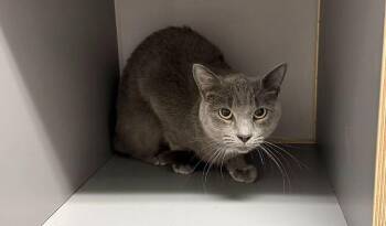 Sally -  Domestic Short Hair Cat for Adoption in Hudson, New Hampshire - Sally | PetCurious