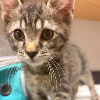 Inigo Montoya -  Domestic Short Hair Cat for Adoption in Chattanooga, Tennessee - Inigo Montoya | PetCurious