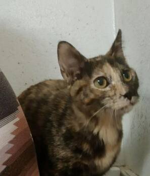 Domestic Short Hair Cats Available for Adoption - Lilibeth | PetCurious