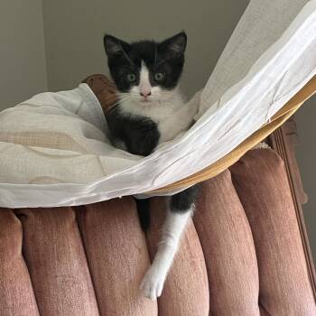 Colleen -  American Shorthair Cat for Adoption in Beloit, Ohio - Colleen | PetCurious