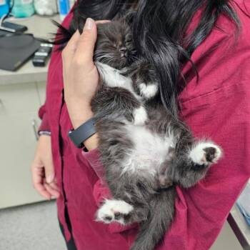 Reba -  Domestic Long Hair and Domestic Short Hair Cat for Adoption in Nampa, Idaho - Reba | PetCurious