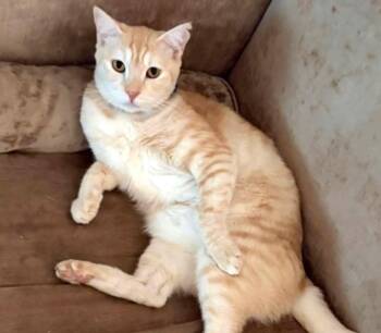 Banana -  Tabby Cat for Adoption in Hamilton, Ontario - Banana | PetCurious