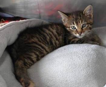 Domestic Short Hair Cats Available for Adoption in Thief River Falls, Minnesota - Atheena | PetCurious