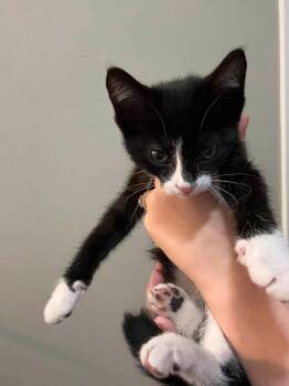 Alice -  Domestic Short Hair Cat for Adoption in Enfield, Connecticut - Alice | PetCurious
