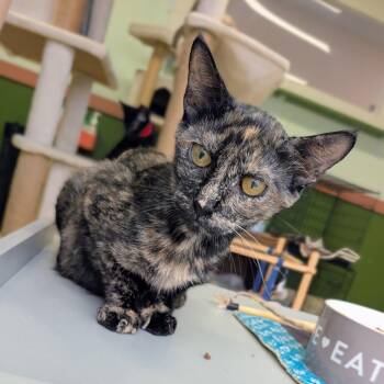 Tortellini -  Domestic Short Hair Cat for Adoption in Newburgh, Indiana - Tortellini | PetCurious