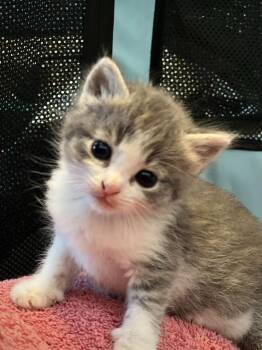 Cabana -  Domestic Short Hair Cat for Adoption in Minneapolis, Minnesota - Cabana | PetCurious