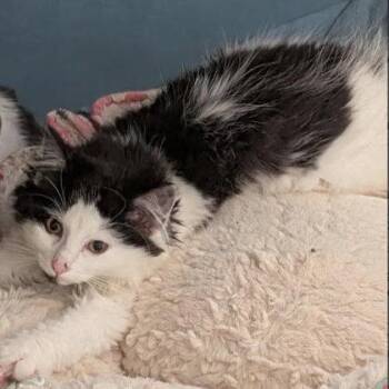 Minnie May, adopt with Mickey -  Domestic Medium Hair and Domestic Short Hair Cat for Adoption in Hudson, Massachusetts - Minnie May, Adopt With Mickey | PetCurious