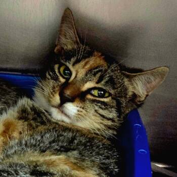 Rescue Domestic Short Hair Cats for Adoption in Newport, North Carolina - Sally | PetCurious