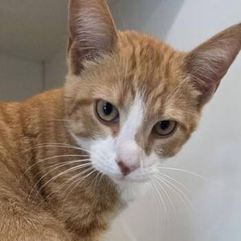 Domestic Short Hair Cats Available for Adoption in Voorhees Township, New Jersey - Delsea | PetCurious