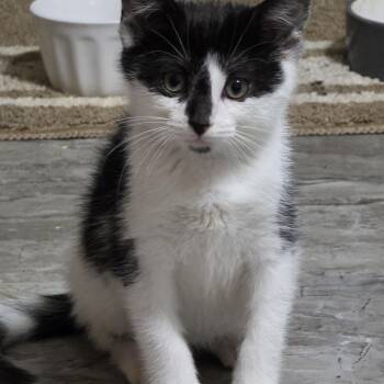 Twig -  Domestic Short Hair and Tuxedo Cat for Adoption in Mastic, New York - Twig | PetCurious