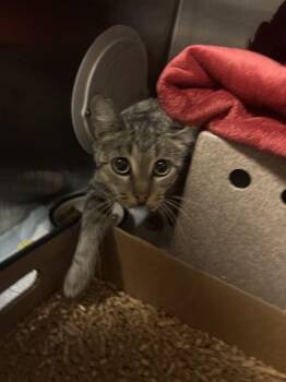 Mollywhop -  Domestic Short Hair Cat for Adoption in Cincinnati, Ohio - Mollywhop | PetCurious