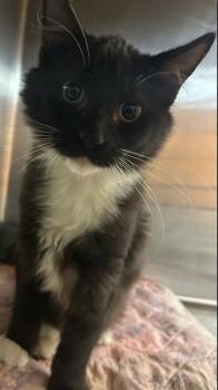 Rescue Domestic Short Hair Cats for Adoption in Sugar Land, Texas - DIPPER | PetCurious