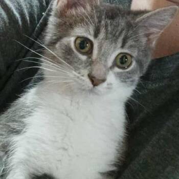 Rescue Domestic Short Hair Cats for Adoption in Springfield, Ohio - Baela | PetCurious