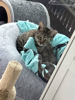 Rescue Tabby Cats for Adoption in Virginia Beach, Virginia - Mitchi | PetCurious