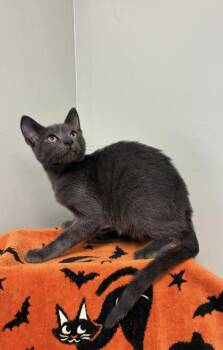 Ivanhoe -  Russian Blue and Domestic Short Hair Cat for Adoption in Picayune, Mississippi - Ivanhoe | PetCurious