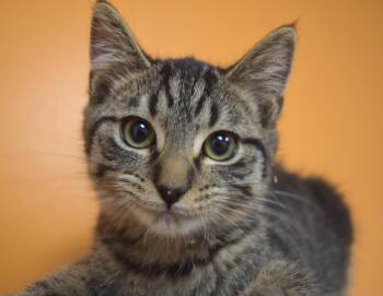 Flint -  Domestic Short Hair Cat for Adoption in Yorktown, Indiana - Flint | PetCurious