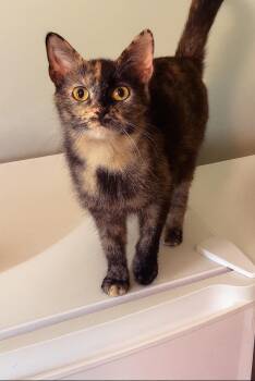 Rescue Domestic Short Hair and Tortoiseshell Cats for Adoption in Columbus, Ohio - Olive | PetCurious