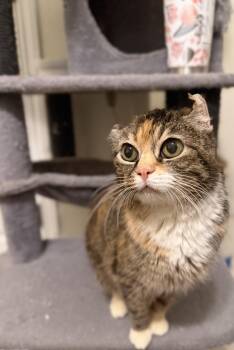 American Shorthair and Domestic Short Hair Cats Available for Adoption - Bebe | PetCurious