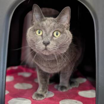 Wendy -  Domestic Short Hair Cat for Adoption in Spokane, Washington - Wendy | PetCurious