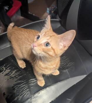 Giamatti -  Domestic Short Hair Cat for Adoption in Plymouth, Michigan - Giamatti | PetCurious