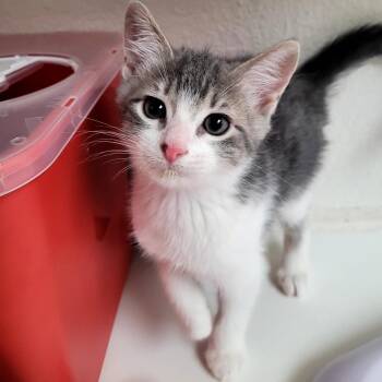 Beetle -  Domestic Short Hair Cat Available for Adoption in Belfair, Washington - Beetle | PetCurious