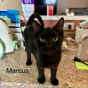 Marcus -  Domestic Short Hair Cat for Adoption in Buffalo, Minnesota - Marcus | PetCurious
