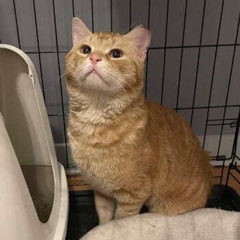 Domestic Short Hair Cats Available for Adoption in Aspinwall, Pennsylvania - Pharma | PetCurious