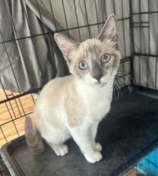 Oat Milk -  Siamese Cat for Adoption in San Diego, California - Oat Milk | PetCurious