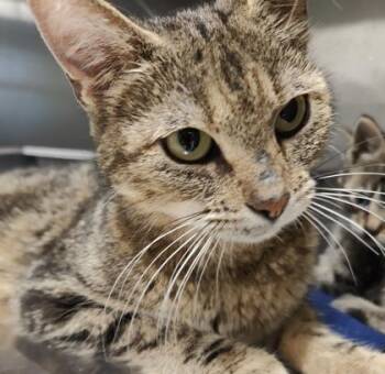 Beyonce -  Domestic Short Hair Cat for Adoption in Lafayette, Indiana - Beyonce | PetCurious