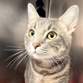 Robin Hood -  Domestic Short Hair Cat for Adoption in Palm Springs, California - Robin Hood | PetCurious