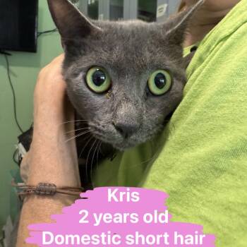 Rescue Domestic Short Hair Cats for Adoption in Tampa, Florida - Kris | PetCurious