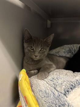 JEWEL BEETLE -  Domestic Short Hair Cat for Adoption in Leesburg, Virginia - JEWEL BEETLE | PetCurious