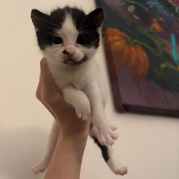 Oolong -  Domestic Short Hair Cat for Adoption in New York, New York - Oolong | PetCurious