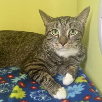 JJ -  Domestic Short Hair Cat for Adoption in Pontiac, Michigan - JJ | PetCurious